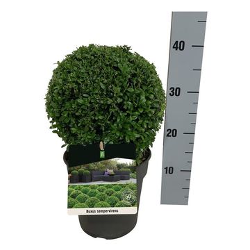 Buxus sempervirens