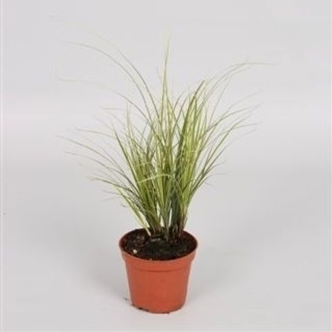 Carex brunnea 'Вариегата'