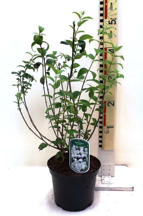 Philadelphus 'Snowbelle'