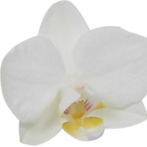 Phalaenopsis SOGO GUAN AMAH (Ter Laak Orchids Multiflora)
