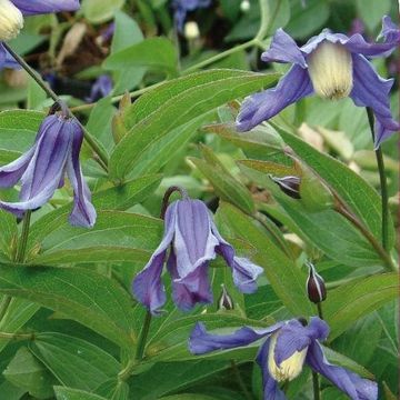 Clematis 'Budapest' (I)