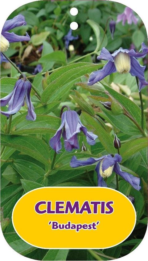 Clematis 'Budapest' (I)