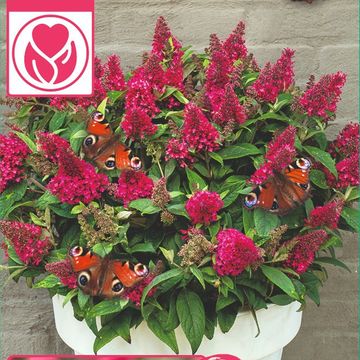 Buddleja davidii BUTTERFLY CANDY LITTLE BUBBLEGUM