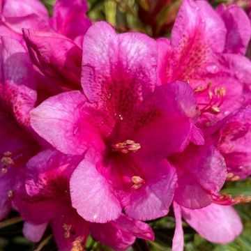 Rhododendron GRAZEASY