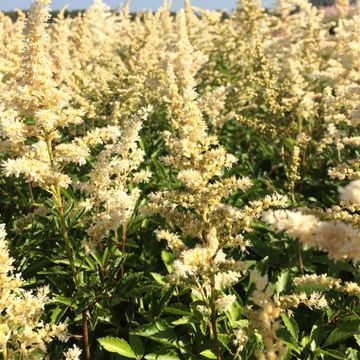 Astilbe 'Astary White'