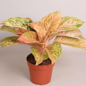  Aglaonema Bidadari  P17cm H40cm Plant Wholesale 