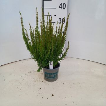Erica gracilis HEIDI'S ARIELLE