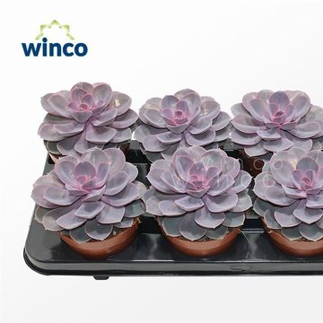 Echeveria 'Purple Pearl'