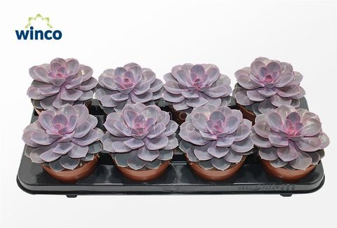 Echeveria 'Purple Pearl'