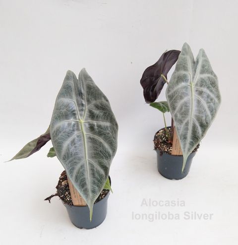 Alocasia longiloba SILVER