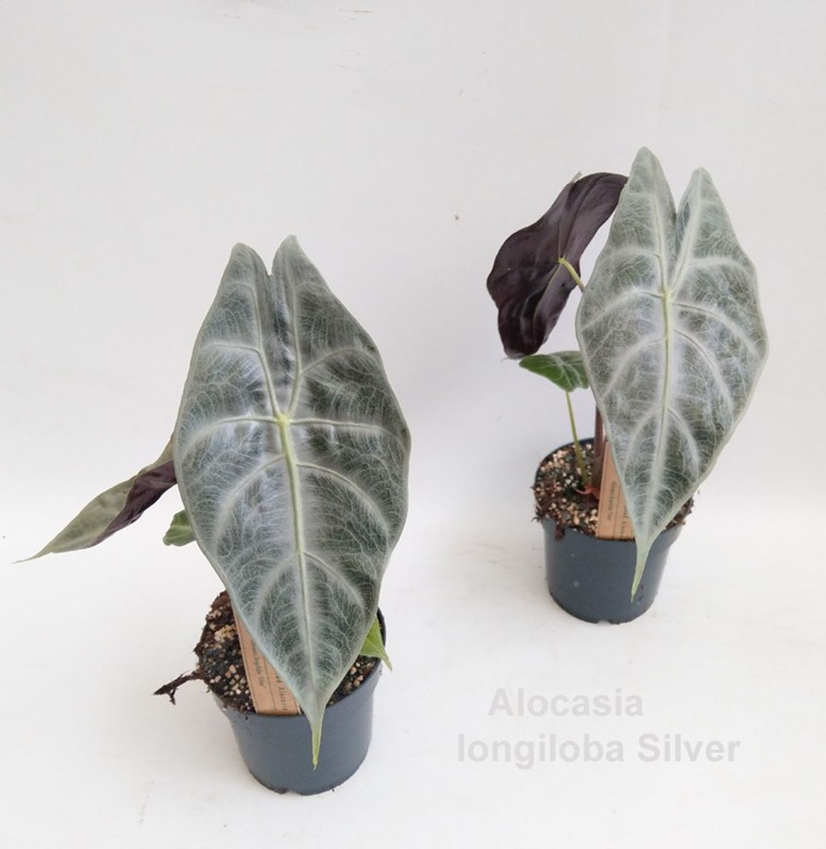 Alocasia longiloba SILVER — Растения Оптовая FlorAccess