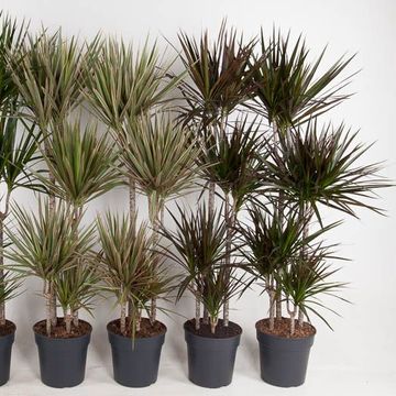 Dracaena MIX