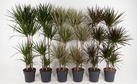 Dracaena MIX