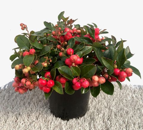 Gaultheria procumbens WINTER PEARLS SPEEDY BARON