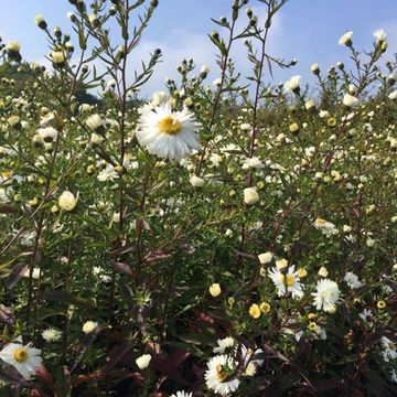 Aster novi-belgii 'White Ladies'