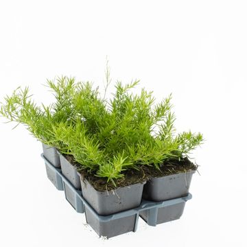 Phlox 'Emerald Cushion Blue'