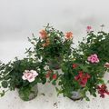 Diascia barberae