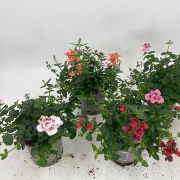 Diascia barberae