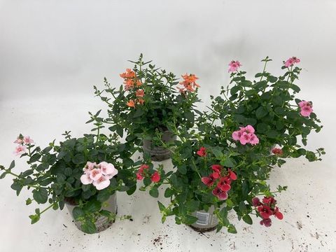 Diascia barberae