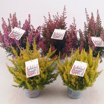 Erica gracilis HEIDI'S MIX