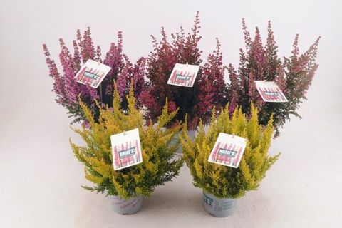 Erica gracilis HEIDI'S MIX