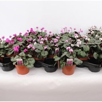 Cyclamen coum MIX