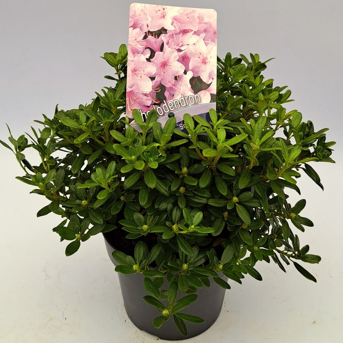 Rhododendron 'Snipe'  Plant Wholesale FlorAccess