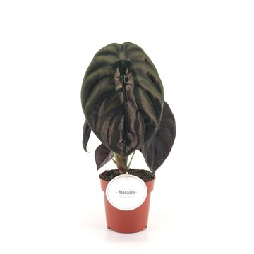 Alocasia cuprea 'Red Secret'