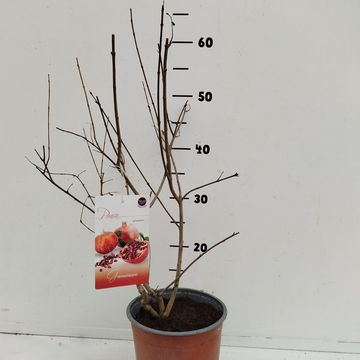 Punica granatum