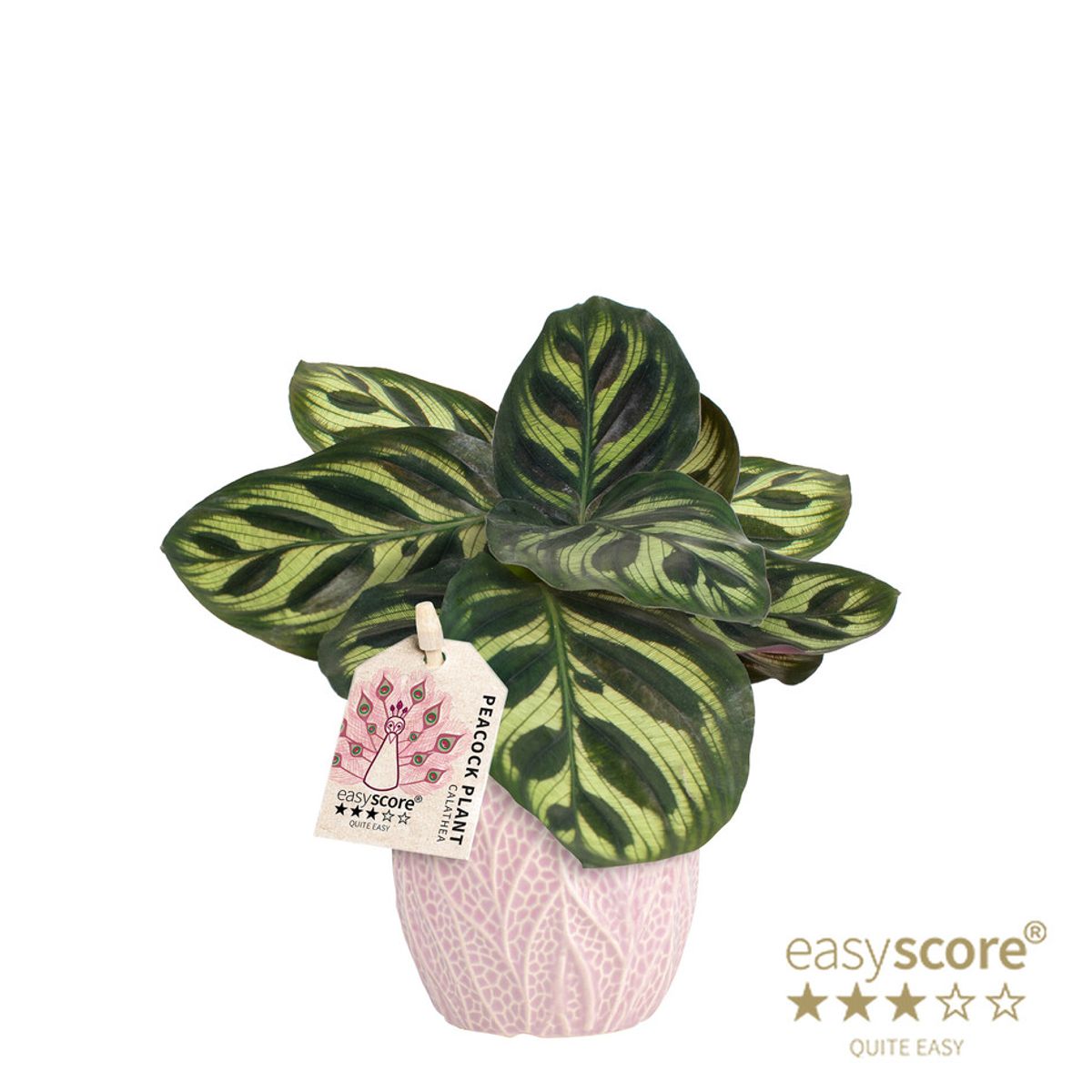 wie groß werden drachenbäume Dracaena Draco XL 220cm, kanarischer Drachenbaum – toskanagartenshop main image 1