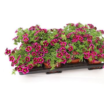 Calibrachoa CABARET GOOD NIGHT KISS