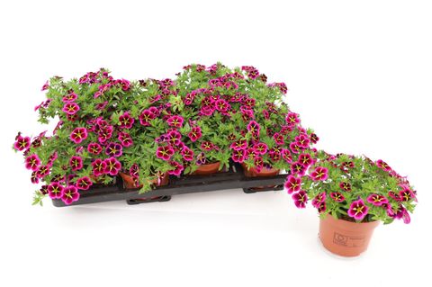 Calibrachoa CABARET GOOD NIGHT KISS