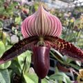 Paphiopedilum Maudiae Vinicolor x Paphiopedilum sukhakulii