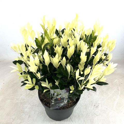 Euonymus japonicus EXTRAVAGANZA