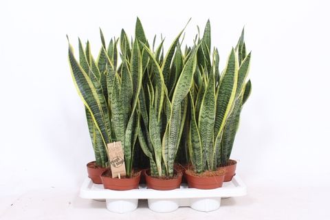 Sansevieria trifasciata 'Laurentii'  Plant Wholesale FlorAccess