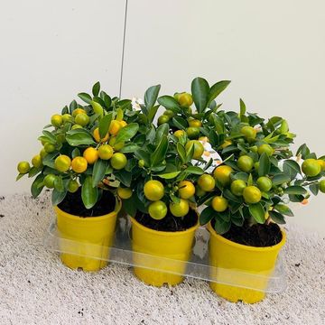 x Citrofortunella microcarpa