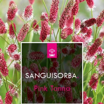 Sanguisorba officinalis 'Pink Tanna'