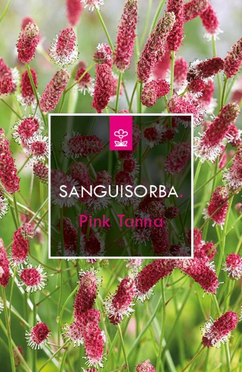 Sanguisorba officinalis 'Pink Tanna'