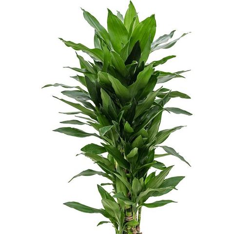 Dracaena fragrans 'Janet Lind' (Nieuwkoop Europe)