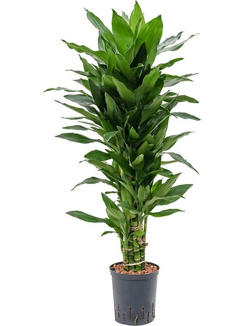 Dracaena fragrans 'Janet Lind'