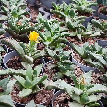 Faucaria tuberculosa