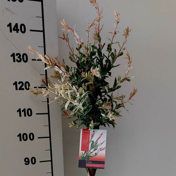 Ива integra 'Flamingo'