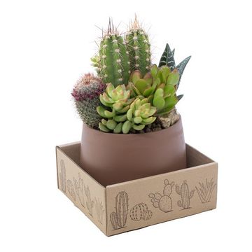 Arrangement Cactus
