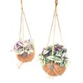 Tradescantia MIX