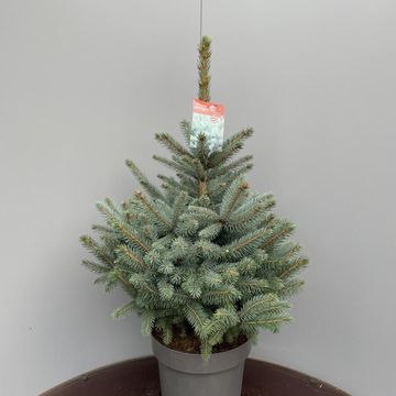 Picea pungens SUPER BLUE SEEDLING