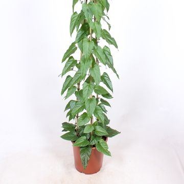 Cissus nodosa