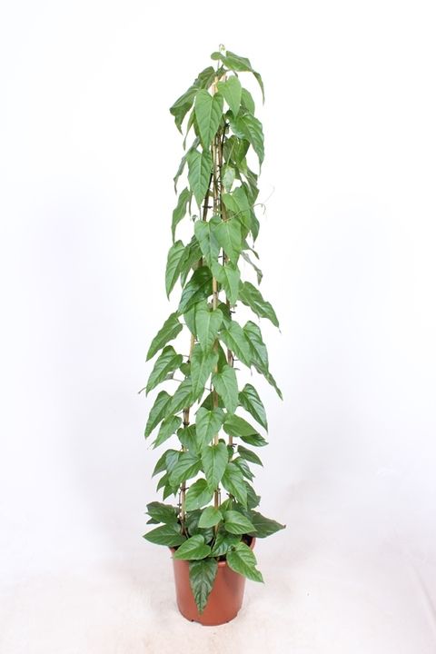 Cissus nodosa