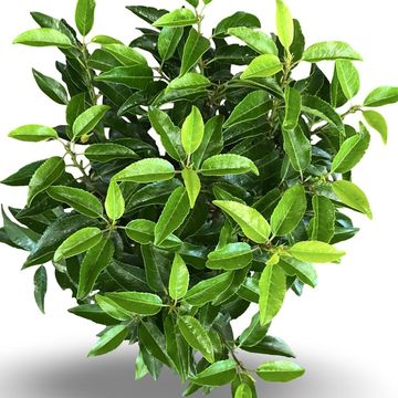 Prunus lusitanica 'Ангустифолия'