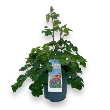 Aquilegia 'Spring Magic White'