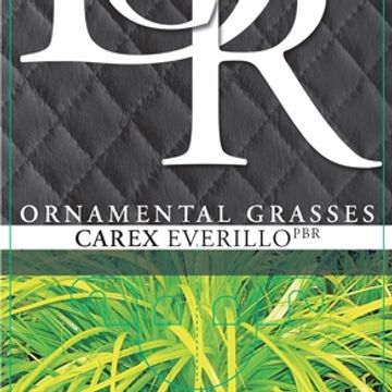 Carex oshimensis EVERCOLOR EVERILLO